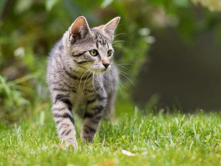 Europäische Kurzhaarkatze Getigerte Katze läuft aufmerksam durch grünes Gras.