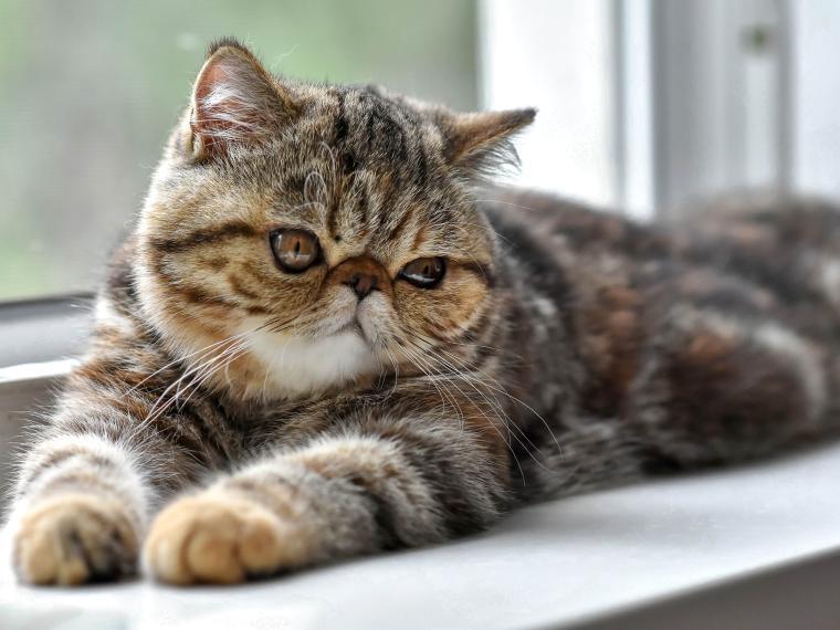 Exotic Shorthair exotic shorthair