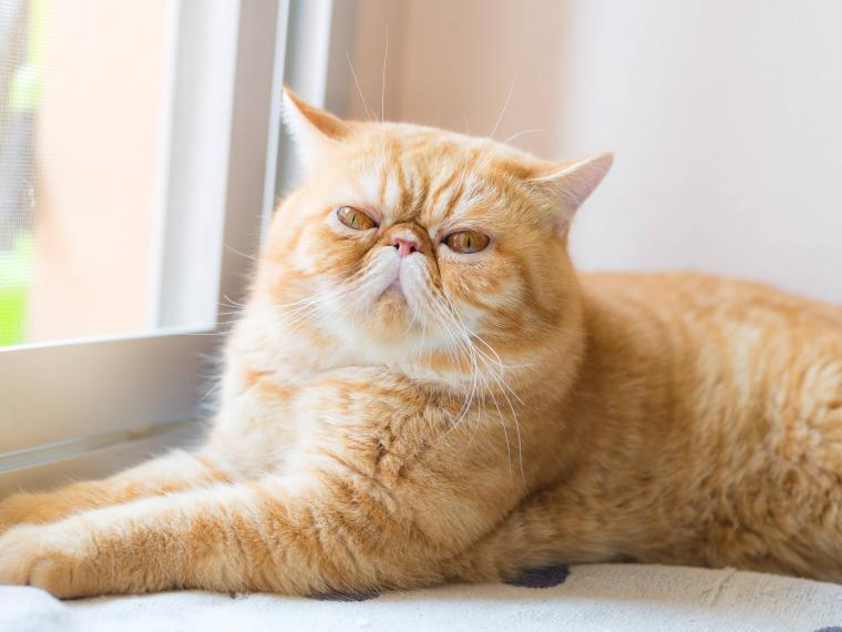 Exotic Shorthair Exotic Shorthair