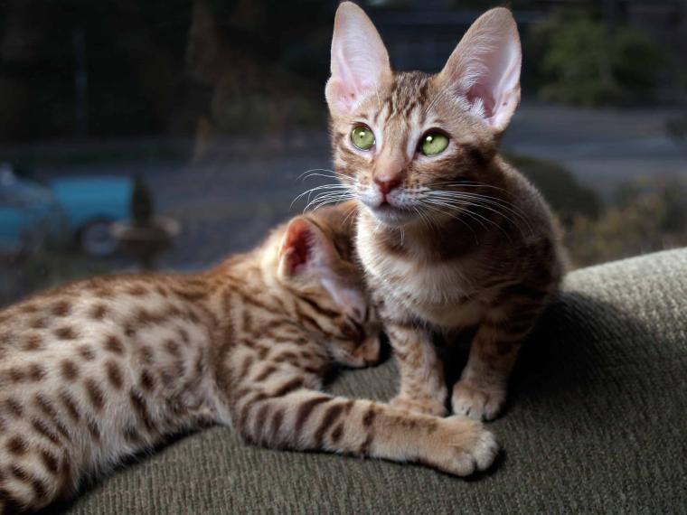 Ocicat ocicat