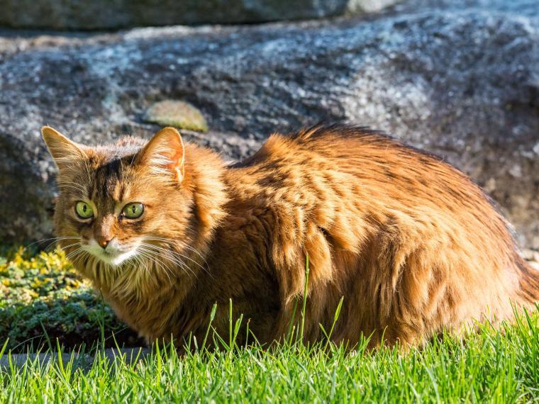 Somali Katze somali katze
