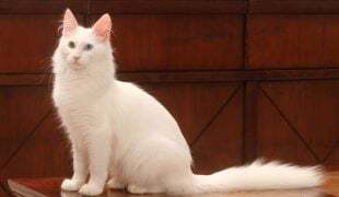 Türkisch Angora