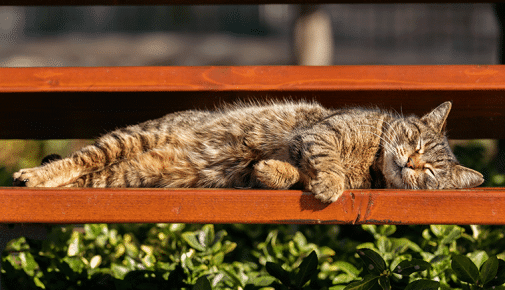 Getigerte Katze schläft entspannt auf einer Holzbank im Schatten.