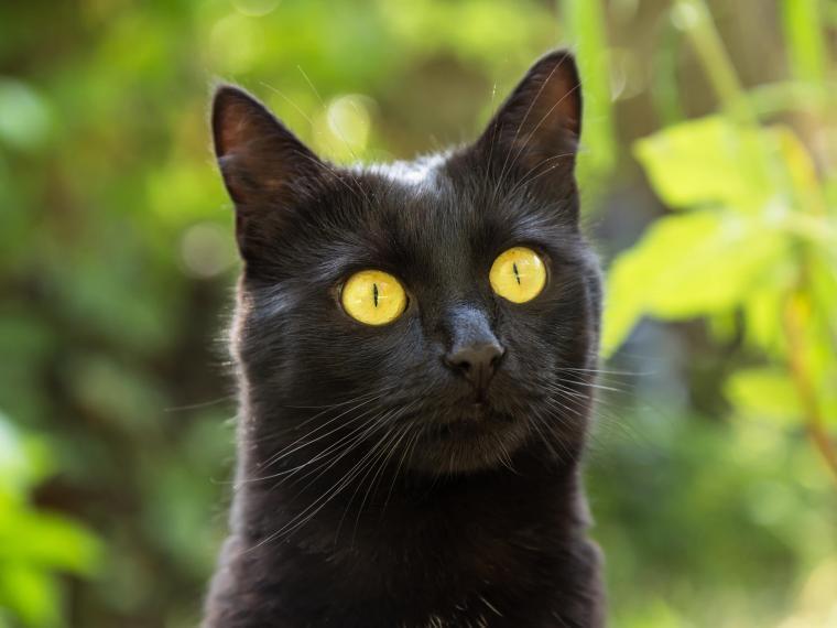 Bombay Katze bombay katze