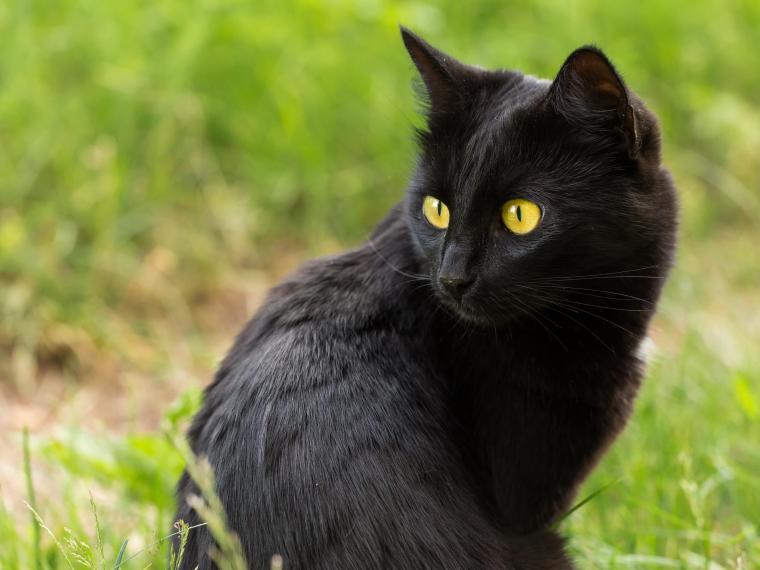 Bombay Katze bombay katze