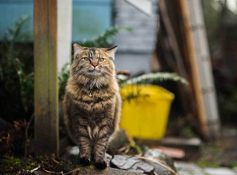 Deutsch Langhaar Katze Deutsch Langhaar