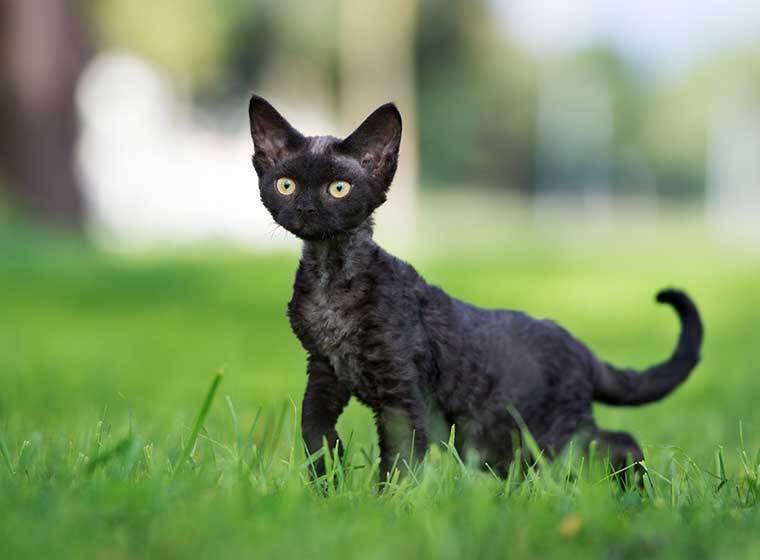 Devon Rex Devon Rex