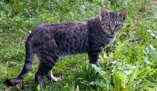Getigerte Katze steht im Gras und blickt aufmerksam nach vorne.