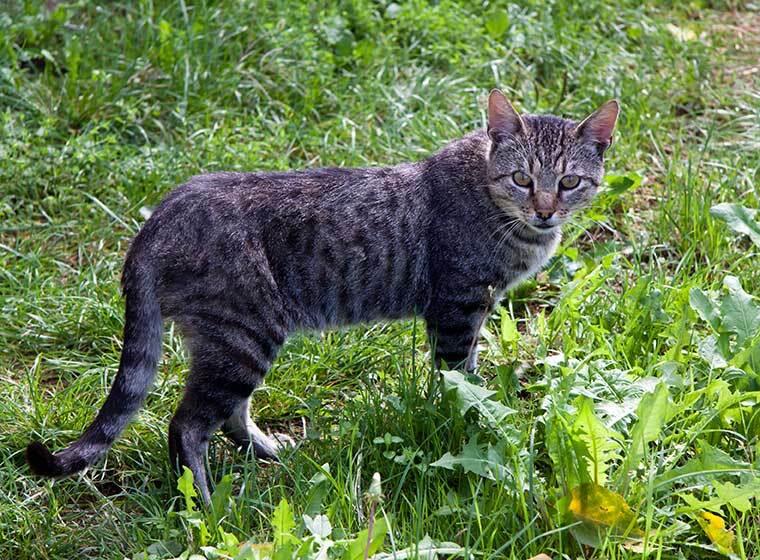 Getigerte Katze steht im Gras und blickt aufmerksam nach vorne.