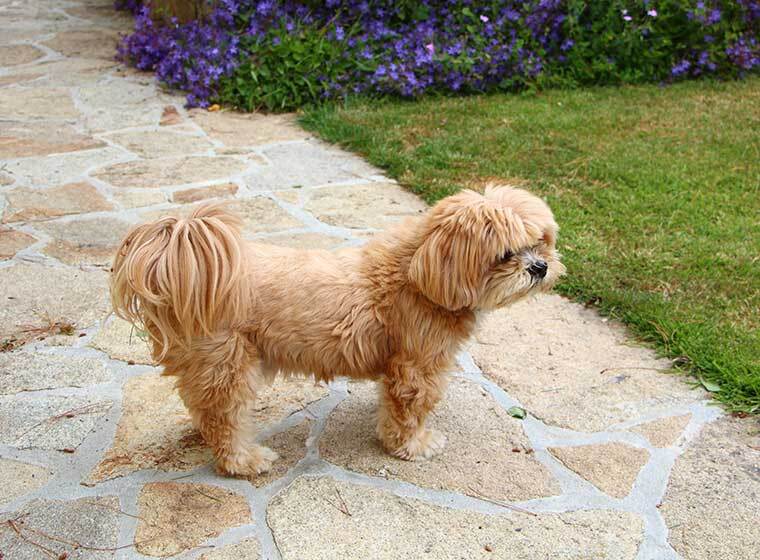 Lhasa Apso
