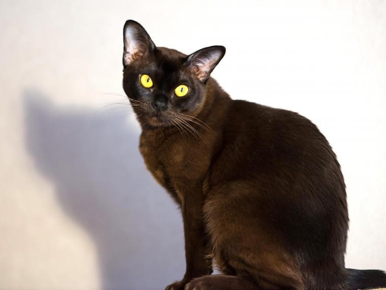 Burma Katze burma