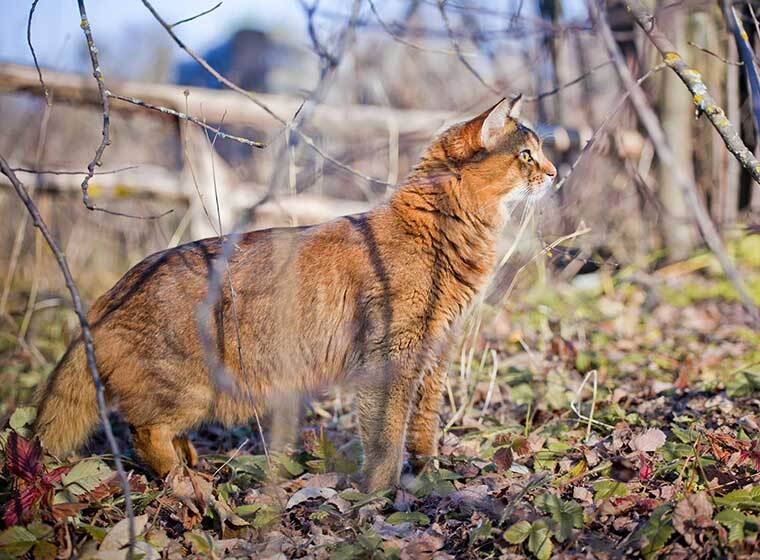 Somali Katze Somali Katze