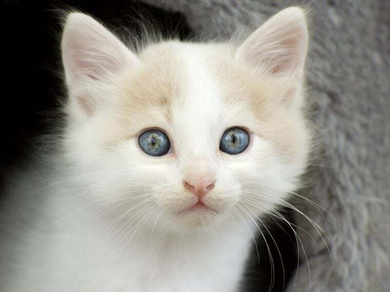 Türkisch Van türkisch van kitten