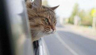 Katze schaut aus dem Fenster eines Autos.