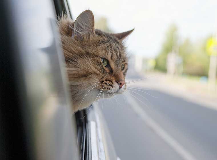 Katze schaut aus dem Fenster eines Autos.