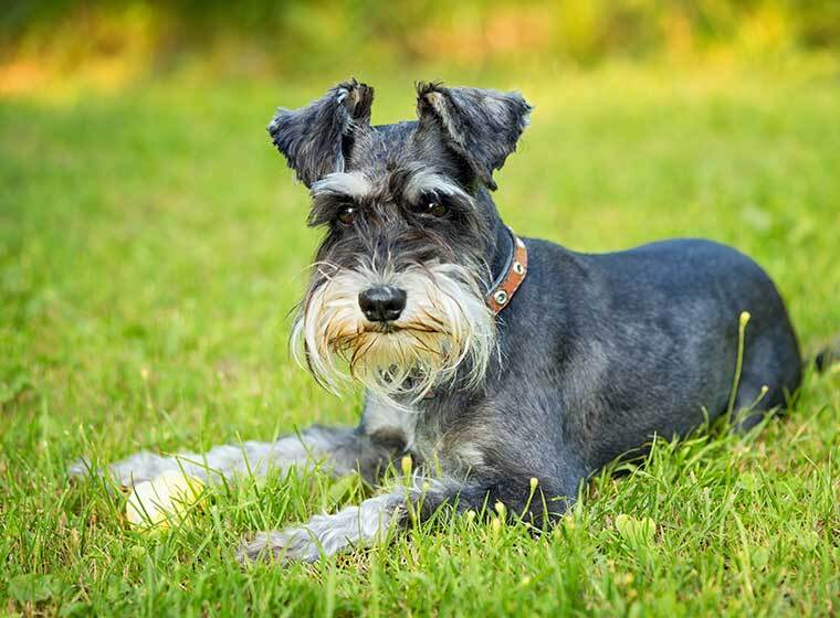 Zwergschnauzer