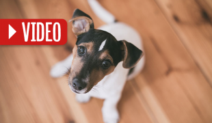 Warum wir Hunde lieben