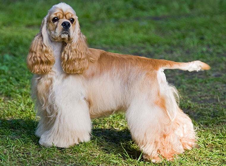 American Cocker Spaniel