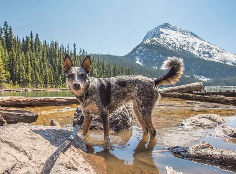 Australian Cattle Dog