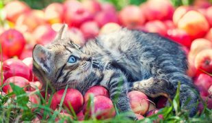 Kleine Katze liegt zwischen roten Äpfeln auf der Wiese und guckt nach oben.