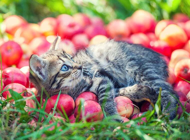 Kleine Katze liegt zwischen roten Äpfeln auf der Wiese und guckt nach oben.