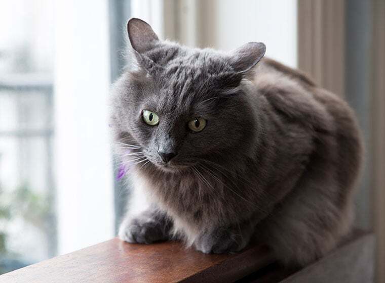Nebelung