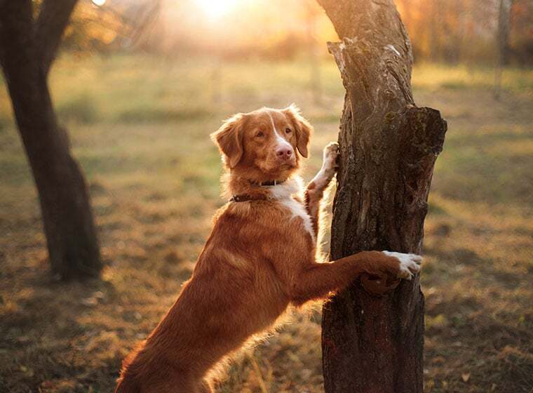 Nova Scotia Duck Tolling Retriever