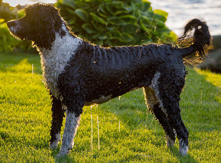 Portugiesischer Wasserhund Portugiesischer Wasserhund