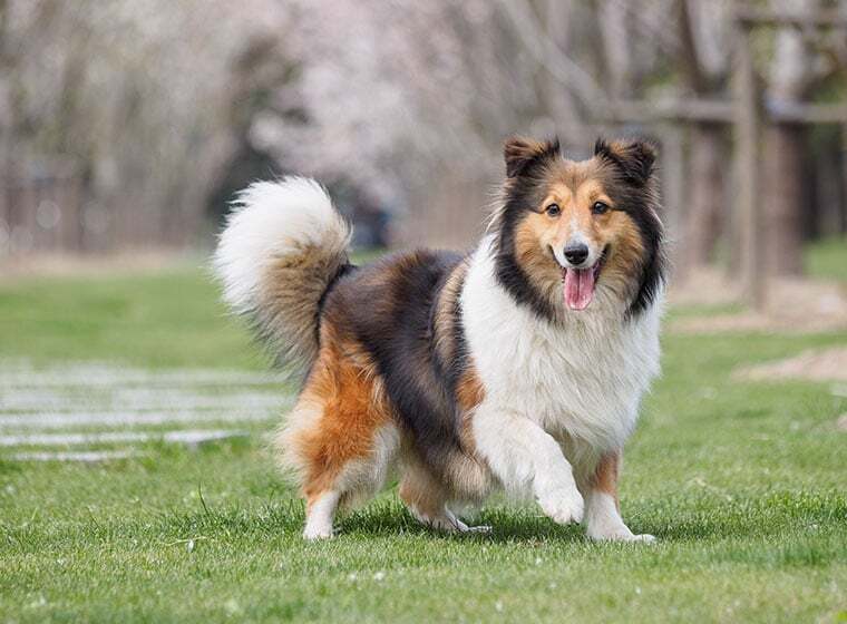 Shetland Sheepdog