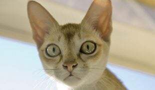 Singapura Katze