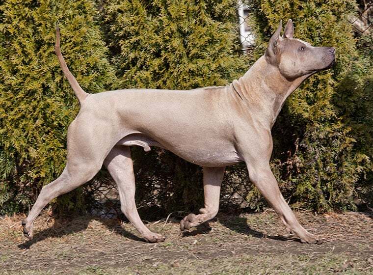 Thai Ridgeback Thai Ridgeback