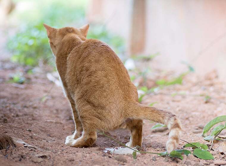 Harnwegserkrankungen Katze Harnwegserkrankungen Katze