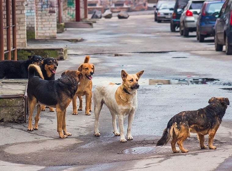 Hunde in Not