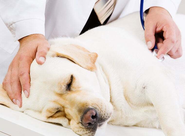 Magendrehung beim Hund ist ein Notfall Magendrehung Hund