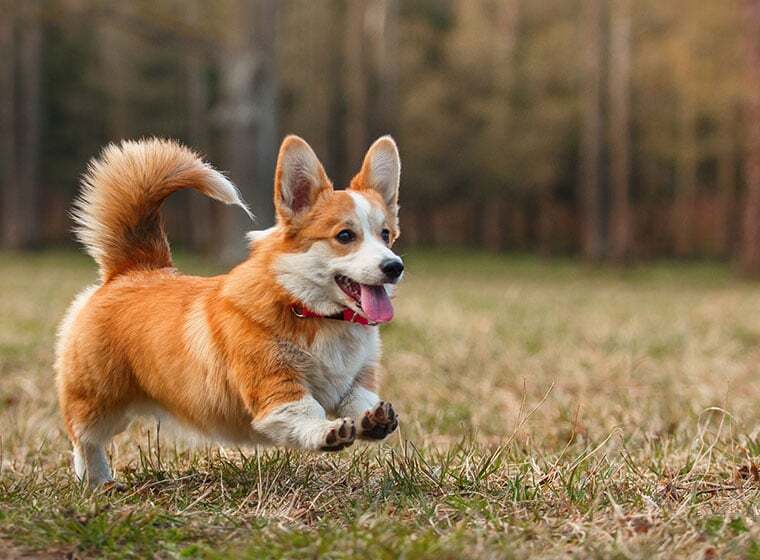 Corgi Corgi