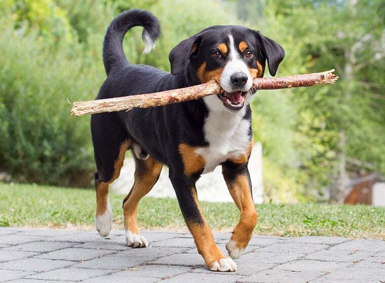 Entlebucher Sennenhund