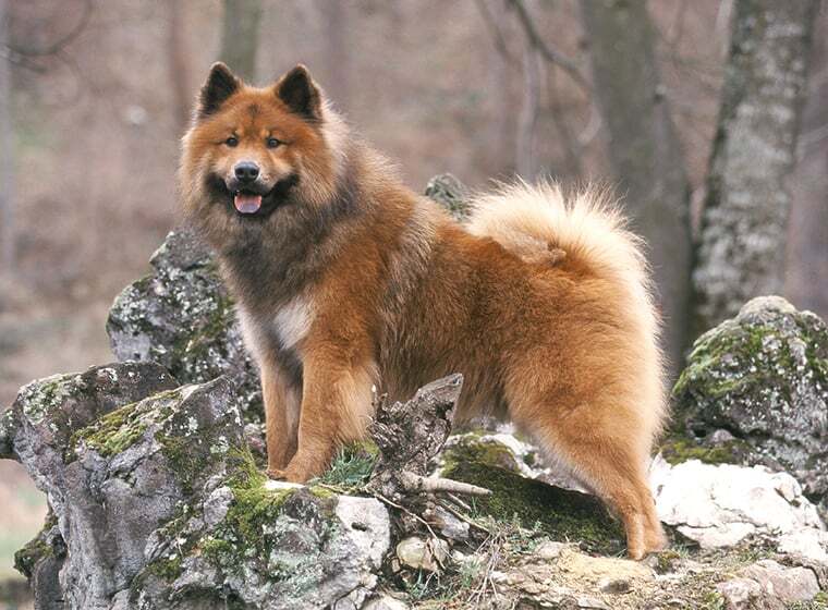 Eurasier