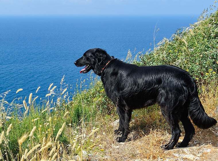 Flat Coated Retriever