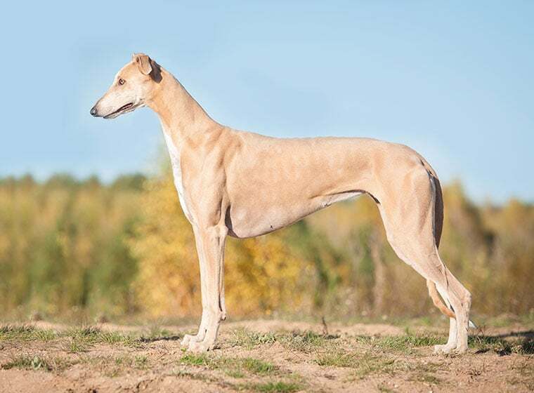 Greyhound