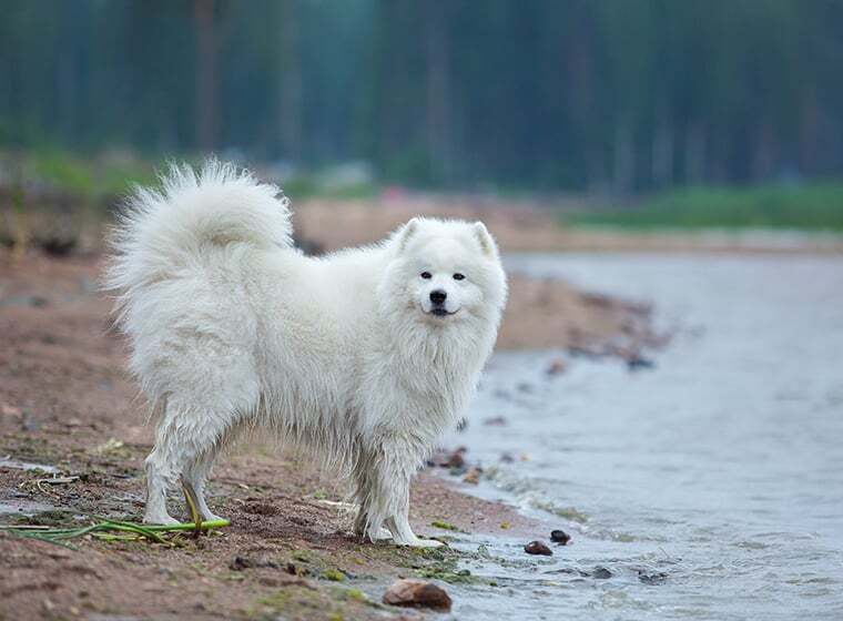 Samojede