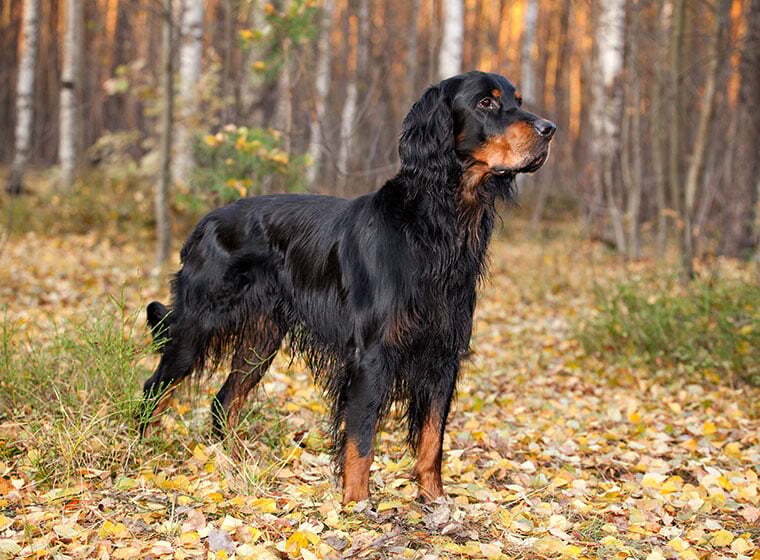 Gordon Setter