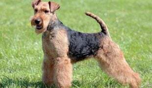 Welsh Terrier