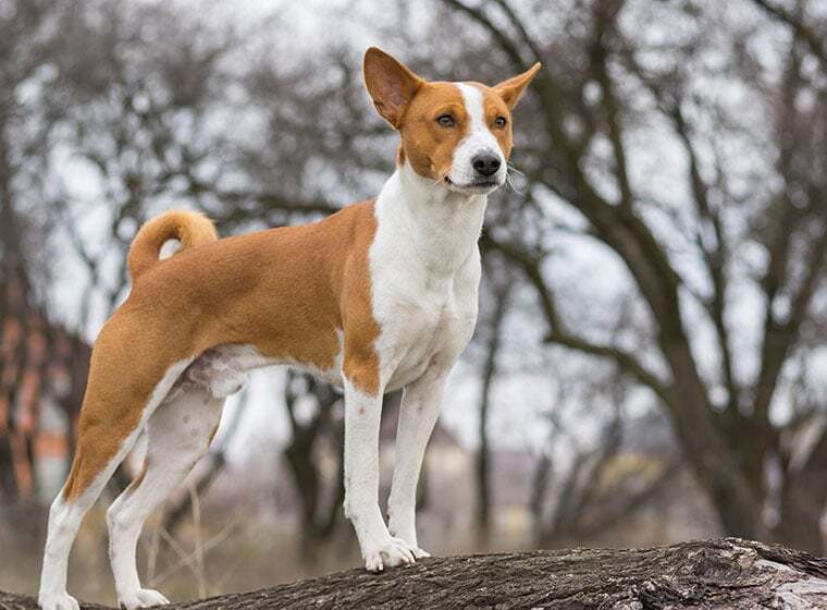 Basenji Basenji