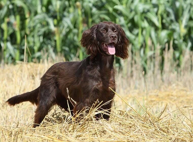 Deutsch Langhaar Hund