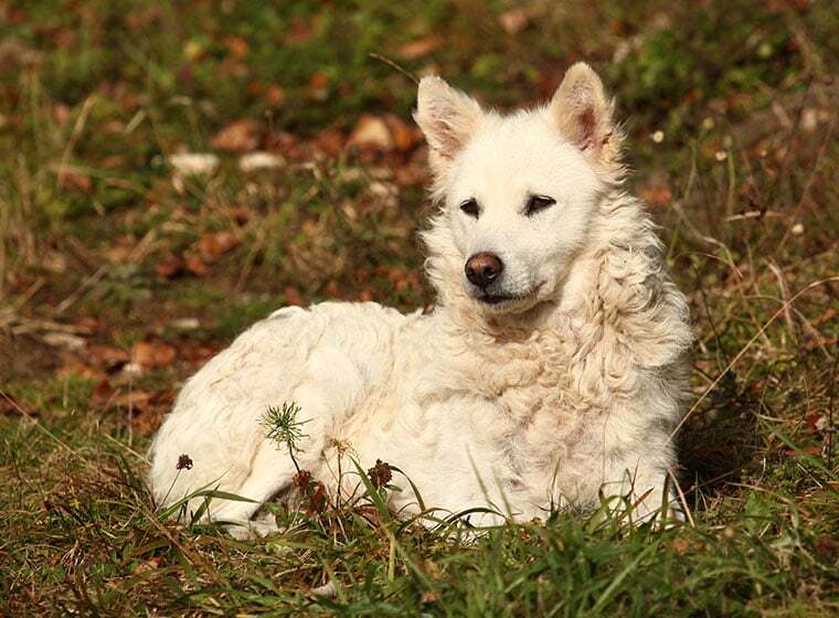 Mudi Mudi Schäferhund