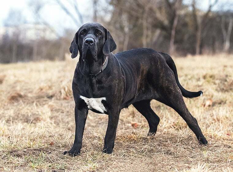 Fila Brasileiro Fila Brasileiro