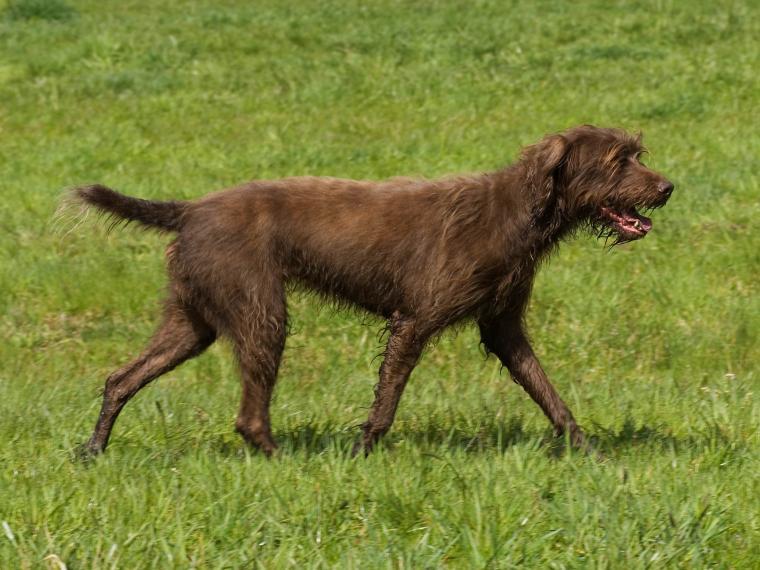 Pudelpointer