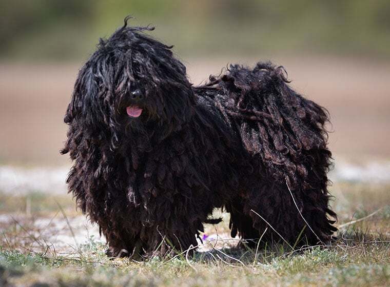 Puli Hund