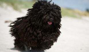 Puli Hund