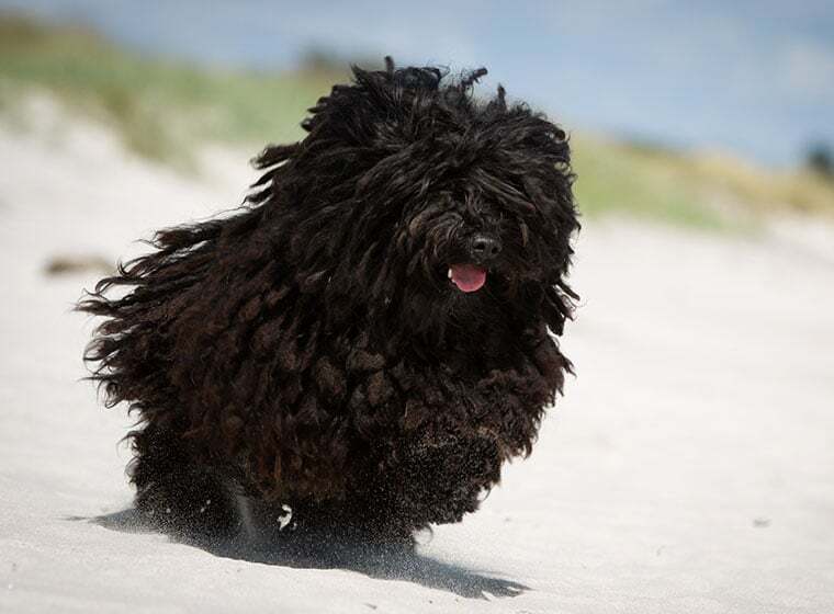Puli Hund